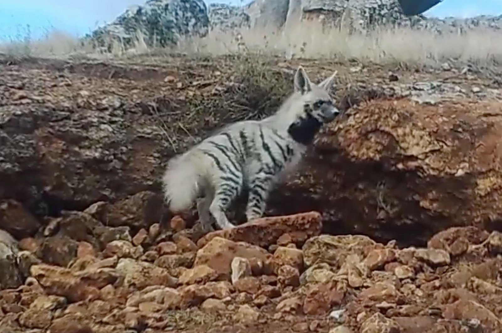 A still shot shows a striped hyena captured by a camera trap in a location in southeastern Türkiye, Feb. 12, 2024. (AA Photo)