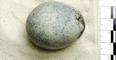 The egg is one of four that were found alongside a woven basket, pottery vessels, leather shoes and animal bone in 2010 (Oxford Archaeology Photo Courtesy)