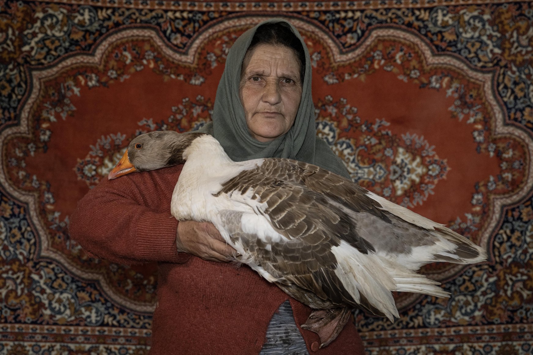 Under the wings of women: Goose farming in Kars | Daily Sabah
