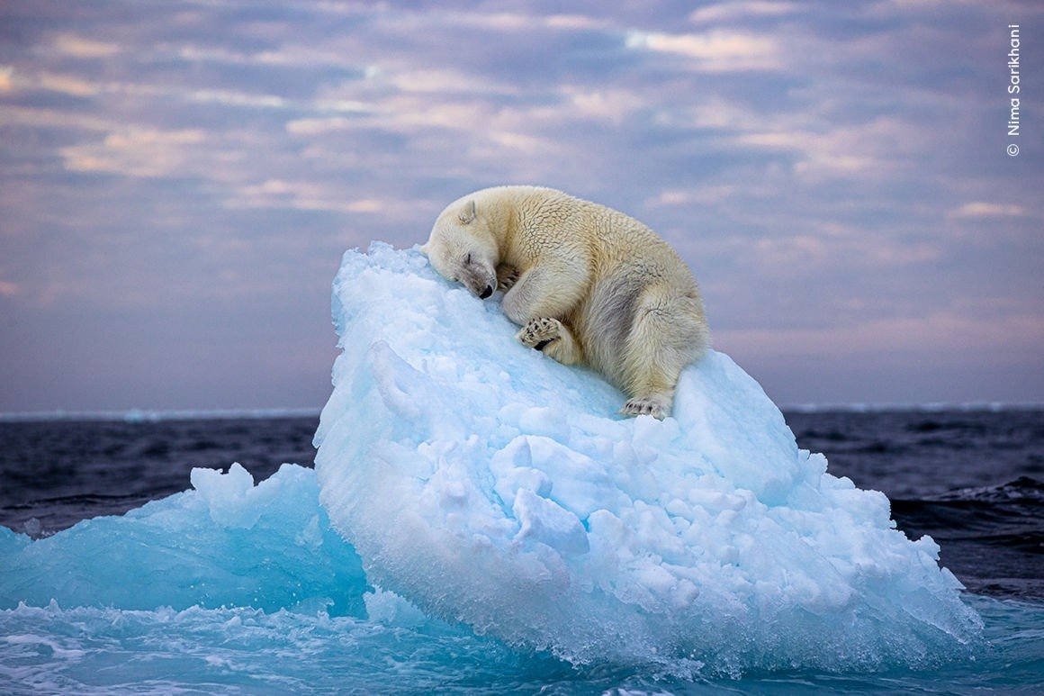 The photo of a polar bear sleeping on an ice floe wins the Wildlife Photographer of the Year Award, chosen among 25 images by wildlife enthusiasts worldwide. (Photo courtesy of Nima Sarikhani)