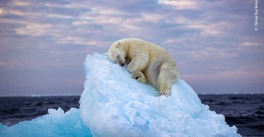 The photo of a polar bear sleeping on an ice floe wins the Wildlife Photographer of the Year Award, chosen among 25 images by wildlife enthusiasts worldwide. (Photo courtesy of Nima Sarikhani)