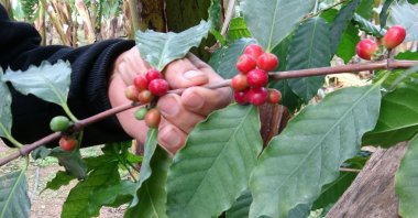 Turkish coffee plants grow in Limonlu, Mersin, Türkiye, Feb. 16, 2024. (IHA Photo)