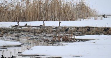 A pair of wild geese on the shores of Lake Erçek, Van, Türkiye, Feb. 18, 2024. (AA Photo)