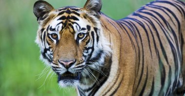 Cambodia plans to import four tigers from India to revive its dwindling big cat population, which faced functional extinction in 2016 due to poaching, signaling a critical step in tiger conservation efforts. (Getty Images Photo)