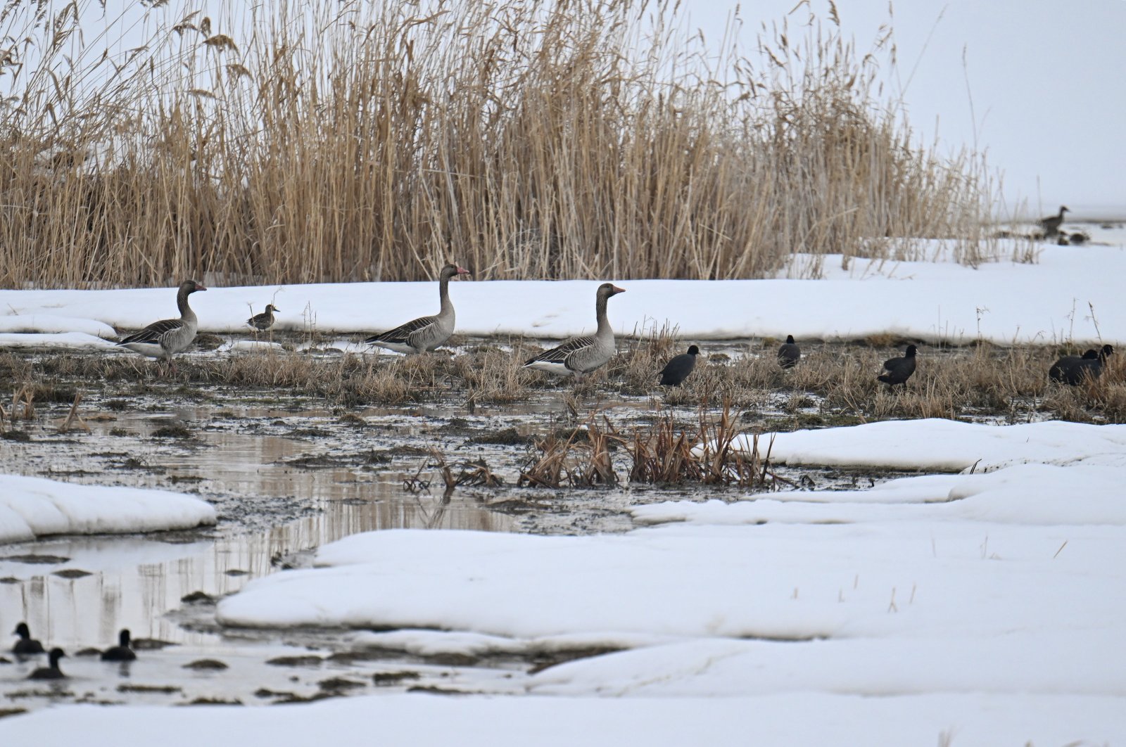 A pair of wild geese on the shores of Lake Erçek, Van, Türkiye, Feb. 18, 2024. (AA Photo)