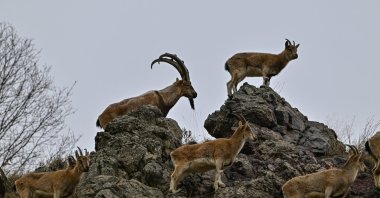 A herd of wild goats on mountain rocks, Bingöl, Türkiye, Feb. 20, 2024. (AA Photo)
