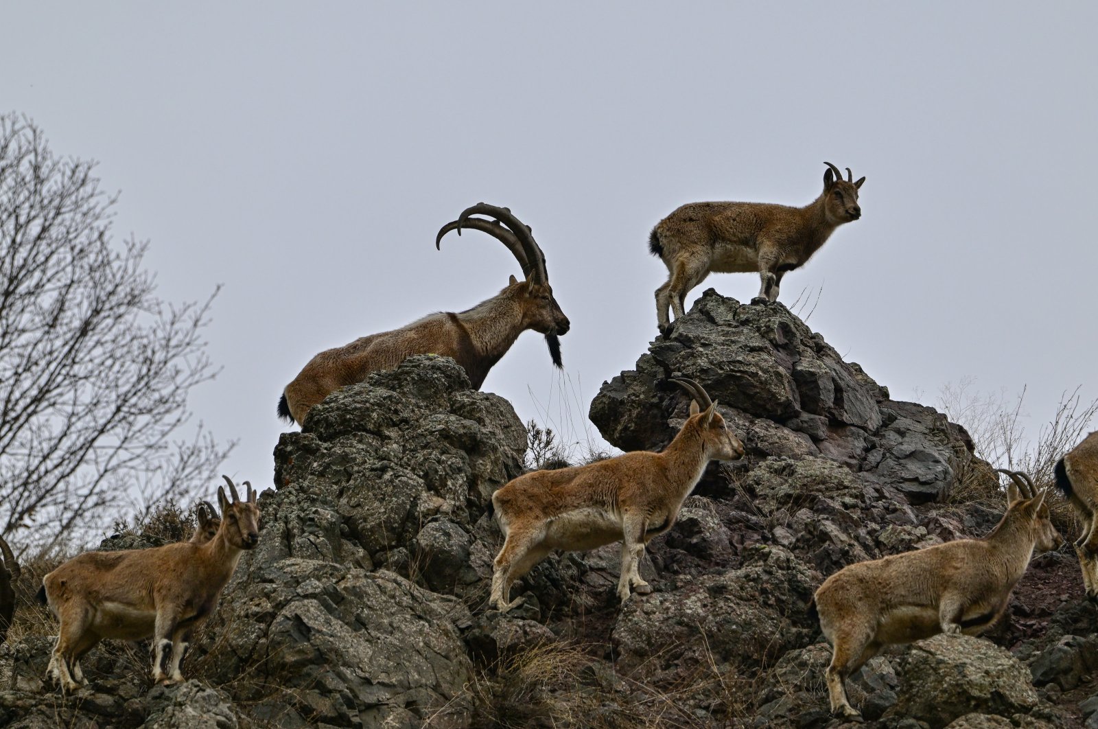 A herd of wild goats on mountain rocks, Bingöl, Türkiye, Feb. 20, 2024. (AA Photo)