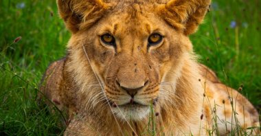 A lion fatally wounded a zookeeper during a feeding session in Nigeria. (Getty Photo)