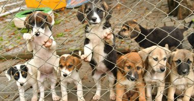 Stray puppies wait in a kennel run by the municipality in Samsun, northern Türkiye, Feb. 22, 2024. (AA Photo)