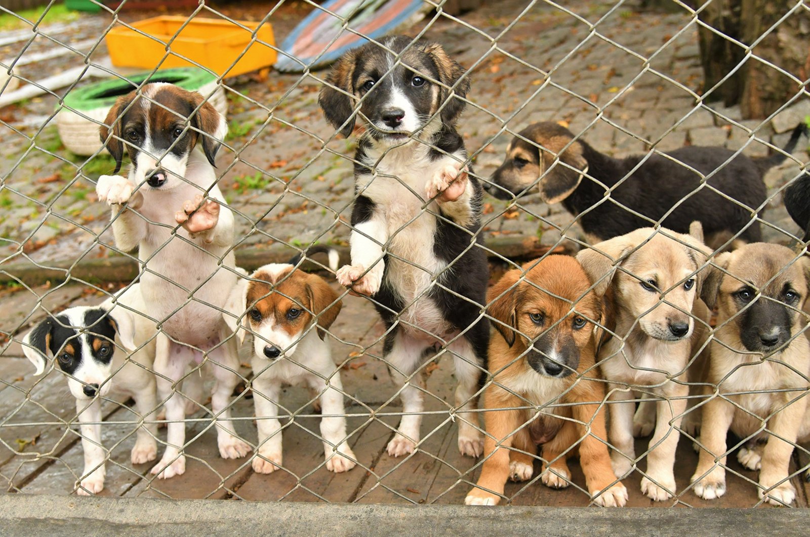 Stray puppies wait in a kennel run by the municipality in Samsun, northern Türkiye, Feb. 22, 2024. (AA Photo)