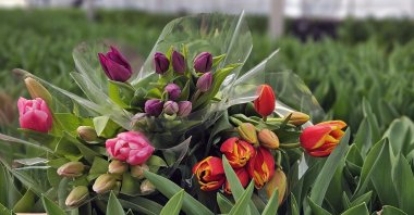 Tulips in seven different colors are being readied in anticipation of International Women's Day, Antalya, Türkiye, Feb. 23, 2024. (DHA Photo)