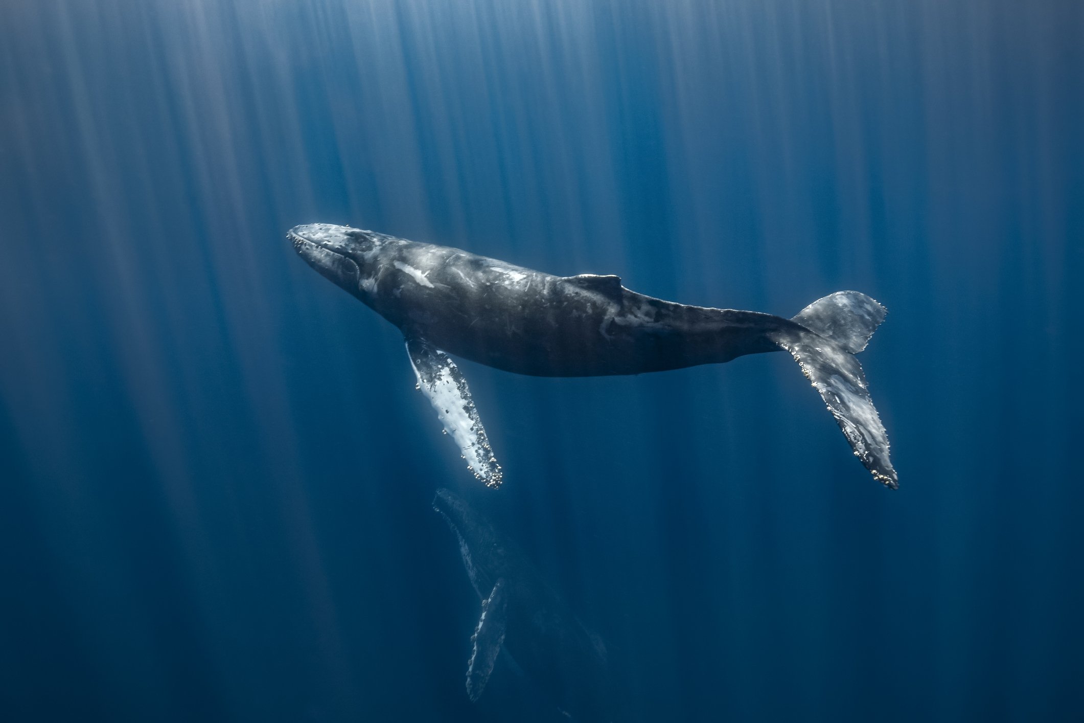 &quot;Recent insights suggest a unique solution, whales possess a distinctive larynx unlike any found in other creatures, offering a potential explanation for their remarkable vocal abilities.&quot; (Getty Images Photo)