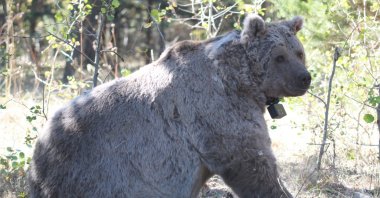 A brown bear is seen fitted with a satellite transmitter in Sarıkamış, Kars, Türkiye, Feb. 27, 2024. (AA Photo)