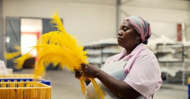 A worker from Cape Karoo International works on ostrich feathers on the production line in Oudtshoorn, South Africa, Feb. 13, 2024. (AFP Photo)
