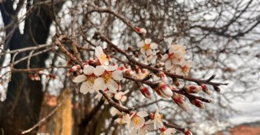 Almond trees bloom early due to temperatures being above seasonal norms, Burdur, Türkiye, Feb. 28, 2024. (AA Photo)