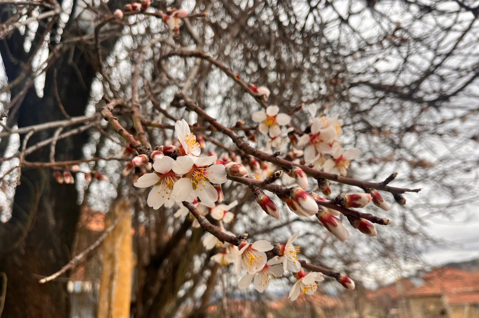 Almond trees bloom early due to temperatures being above seasonal norms, Burdur, Türkiye, Feb. 28, 2024. (AA Photo)