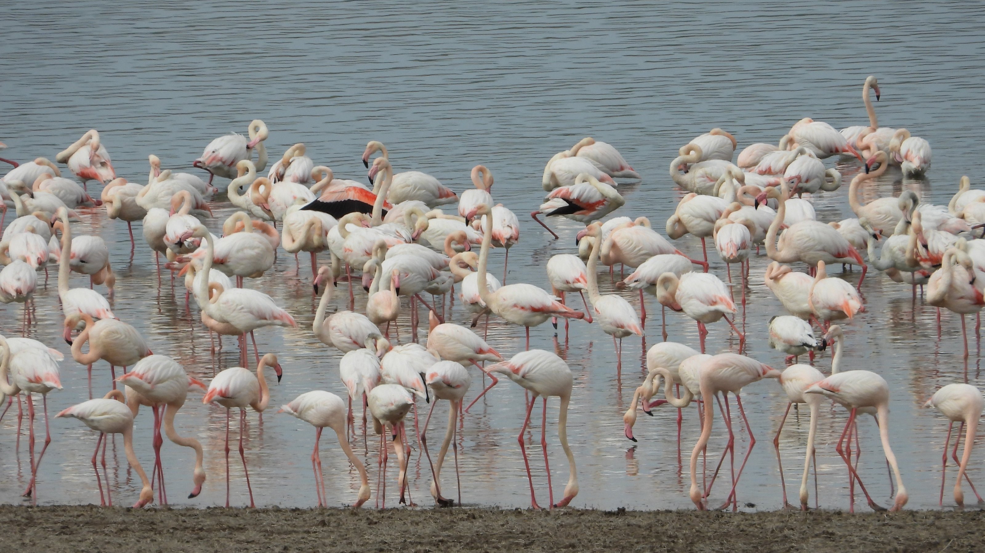 Flamingolar Türkiye'nin merkezindeki Gelingulu Barajı'na erken ulaştı