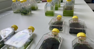 A view of tubes used in the &quot;Microalgal Life Support Units for Space Missions (UzMan)&quot; experiment, at Boğaziçi University, Istanbul, Türkiye, March 4, 2024. (AA Photo)
