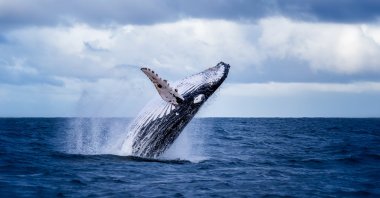 A humpback whale jumps out of the water off the coast of Australia. (Shutterstock Photo)