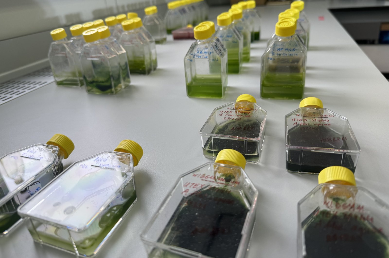 A view of tubes used in the &quot;Microalgal Life Support Units for Space Missions (UzMan)&quot; experiment, at Boğaziçi University, Istanbul, Türkiye, March 4, 2024. (AA Photo)