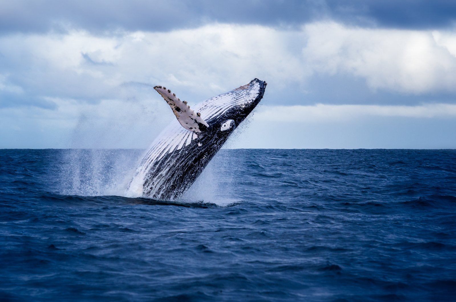 A humpback whale jumps out of the water off the coast of Australia. (Shutterstock Photo)