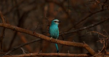 An Abyssinian Roller bird, also called Senegal Roller, is seen at Bandia Conservation Park, Mbour, Senegal, March 2, 2024. (Reuters Photo)