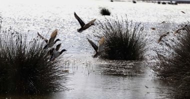 Birds are photographed flying over Kızılırmak Delta wetland, northern Türkiye, March 10, 2024. (AA Photo)
