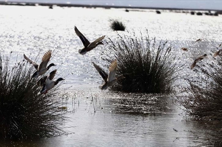 Türkiye’s Kızılırmak Delta hosted nearly 160,000 birds this winter