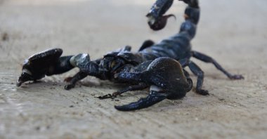 A closeup shot of a poisonous black scorpion on a rough concrete surface, March 11, 2024. (Shutterstock Photo)