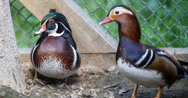 The Mandarin ducks are welcomed at Bursa Zoo, Bursa, Türkiye, March 10, 2024. (AA Photo)