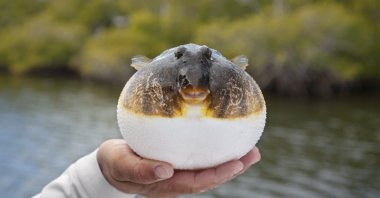 A fishing guide holds up an inflated smooth puffer, March 12, 2024. (Shutterstock Photo)