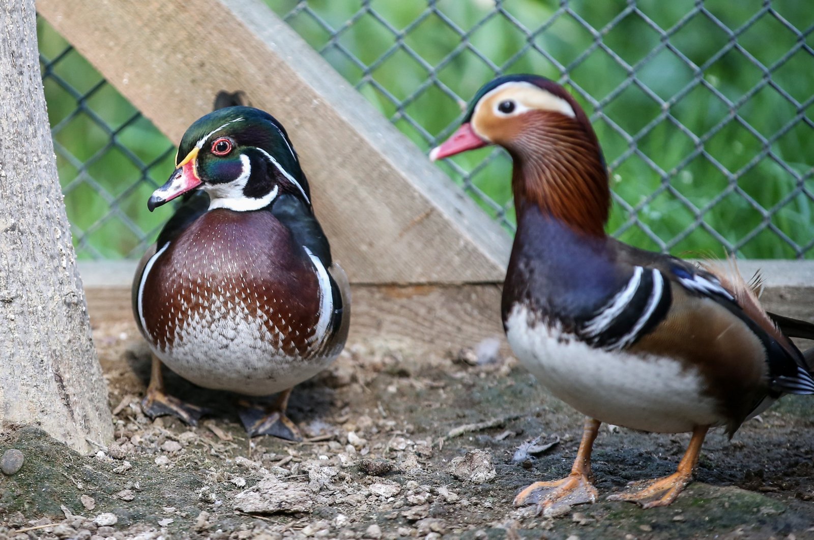 Türkiye'deki Bursa Hayvanat Bahçesi, hasır boyunlu aynak ve mandalina ördeklerini ağırlıyor