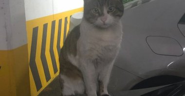 The late cat "Eros" liked sitting on cars in the apartment where it lived, Istanbul, Türkiye, March 13, 2024. (DHA Photo)