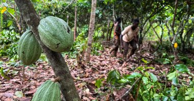 Farmers work at a cocoa farm in Daloa, Ivory Coast Oct. 3, 2023. (Reuters File Photo)
