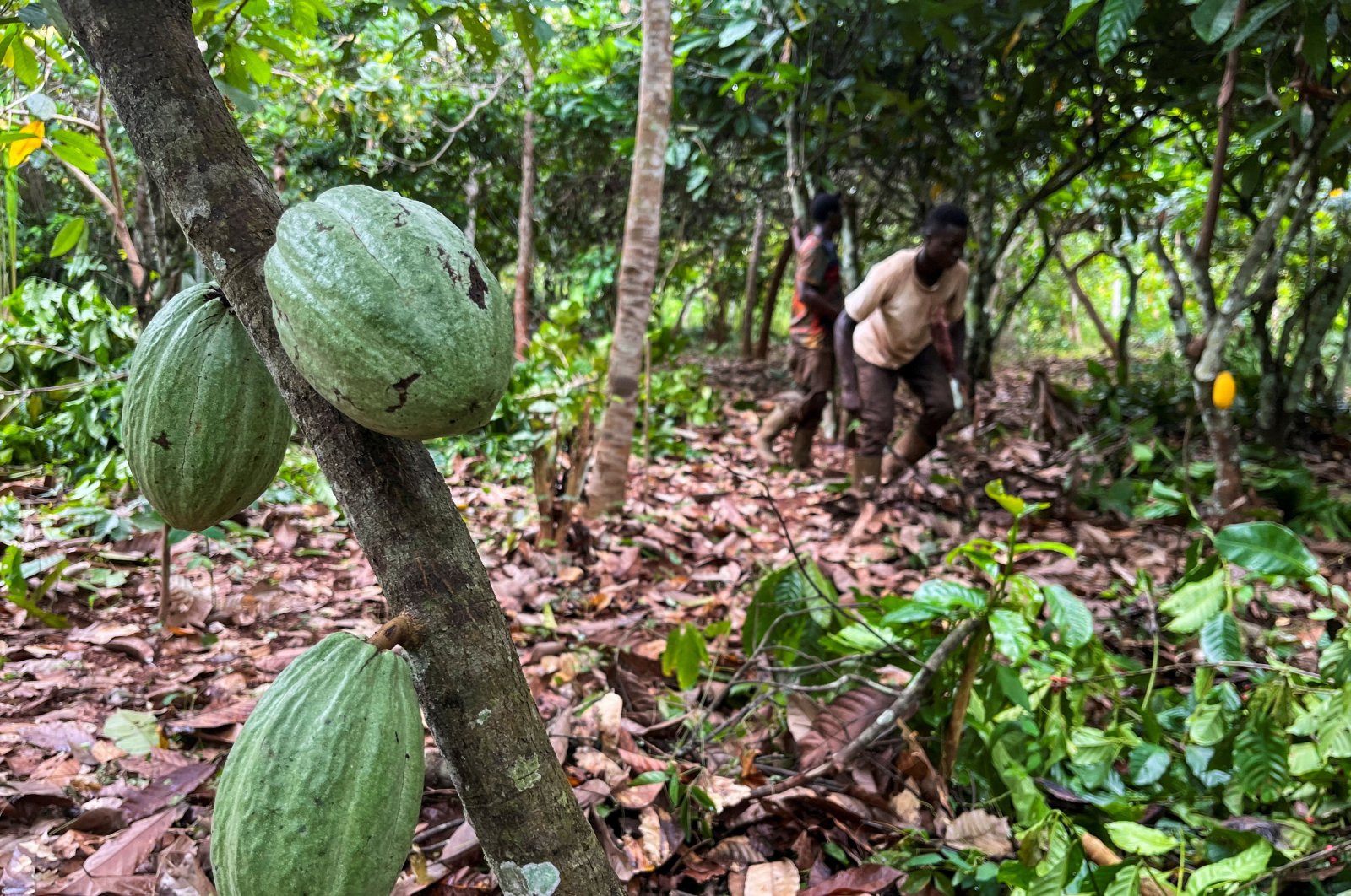 Farmers work at a cocoa farm in Daloa, Ivory Coast Oct. 3, 2023. (Reuters File Photo)