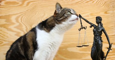 "If the penalty imposed is the highest ever under Türkiye’s Animal Protection Law to date, the latest incidents show us that the current legislation is inadequate. This law leads to unjust judgments. Therefore, it must be changed." (Shutterstock Photo)