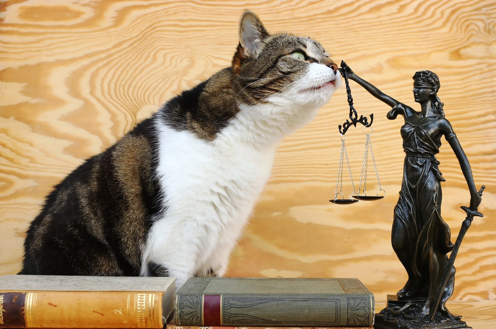 "If the penalty imposed is the highest ever under Türkiye’s Animal Protection Law to date, the latest incidents show us that the current legislation is inadequate. This law leads to unjust judgments. Therefore, it must be changed." (Shutterstock Photo)