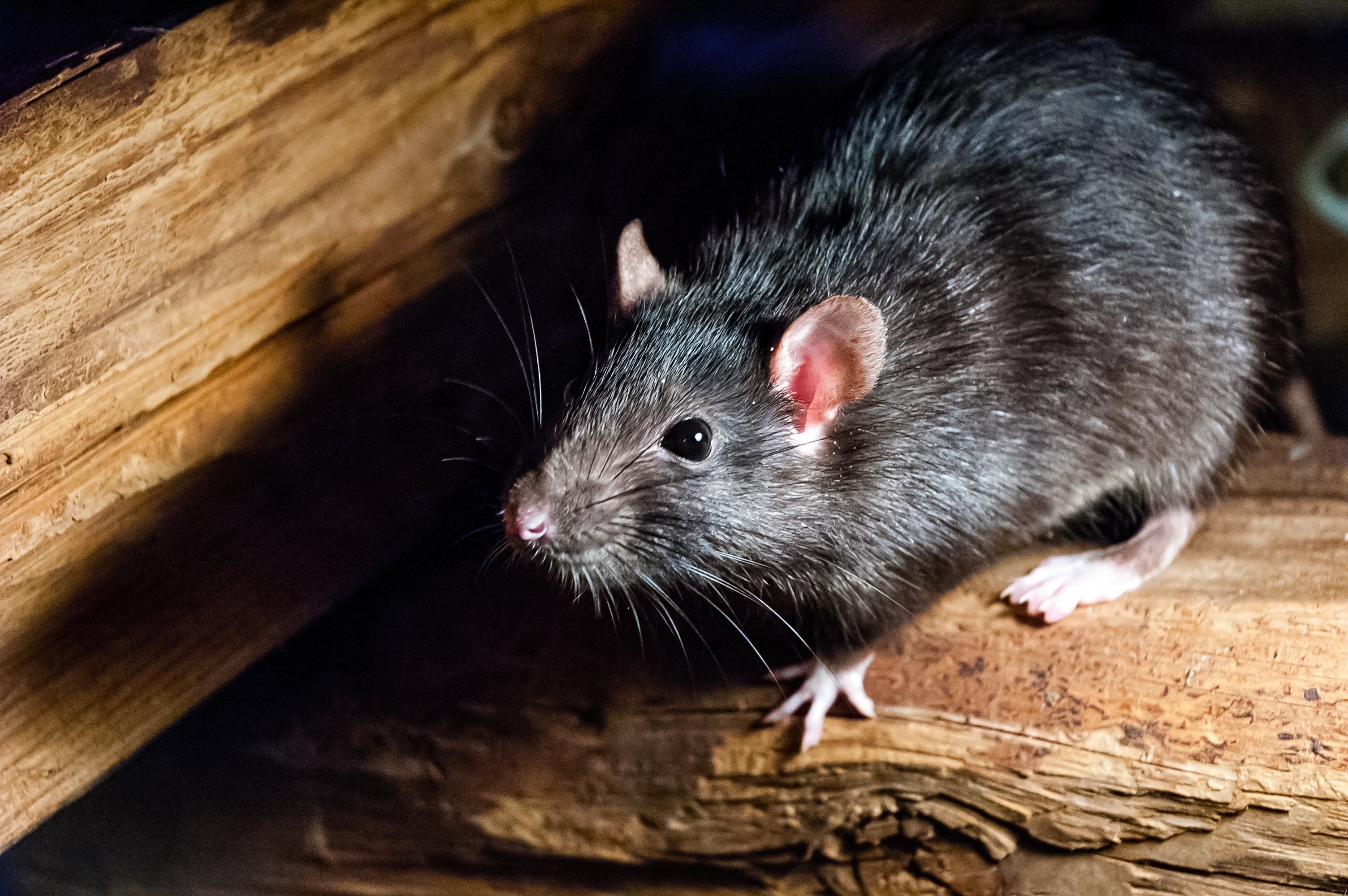 The black rat is also known as the ship rat or house rat. (Shutterstock Photo)