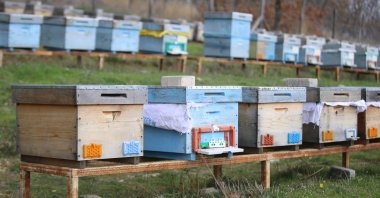 Honeybee hives are set to produce honey in Kırklareli, Türkiye, March 19, 2024. (AA Photo)