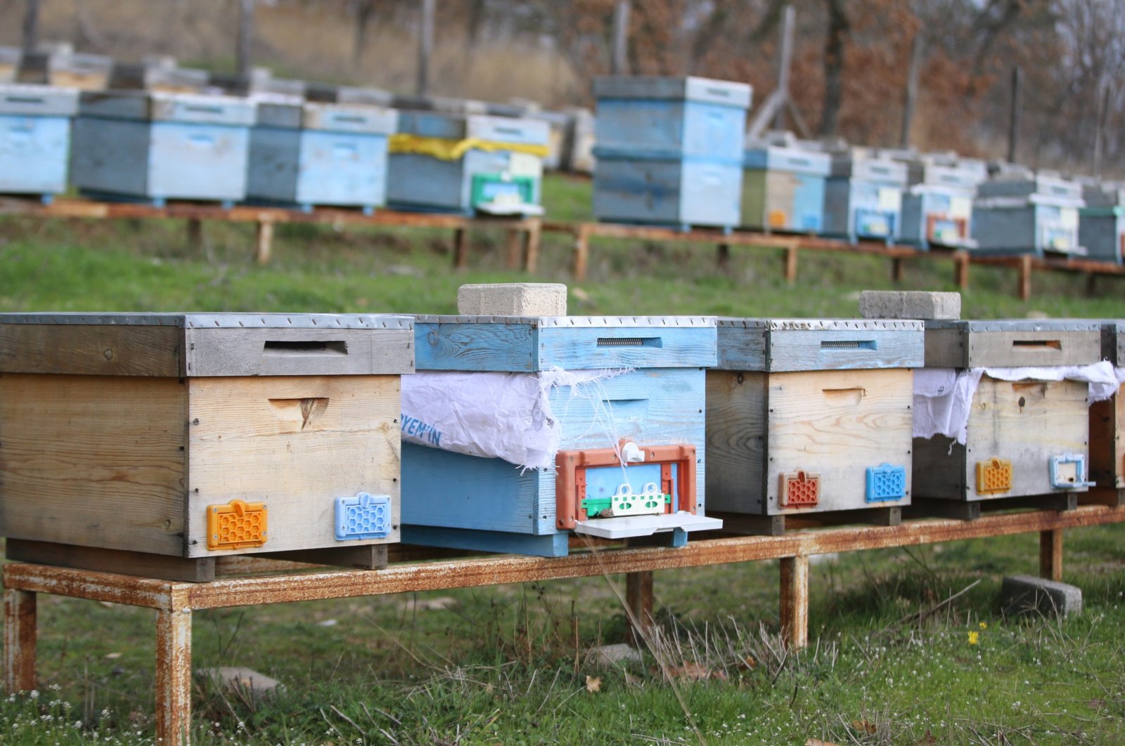 İklim krizi Türkiye genelinde arı ölümlerinin artmasına neden oluyor