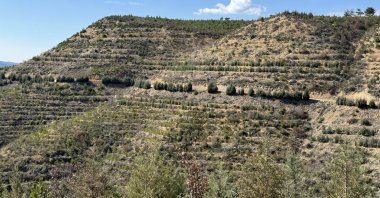 Some 269,000 saplings have been planted to date to reforest the region following the fire that broke out seven years ago, Bolu, Türkiye, March 20, 2024. (AA Photo)