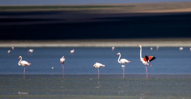 Flamingos are seen in Lake Düden, Konya, Türkiye, March 21, 2024. (AA Photo)