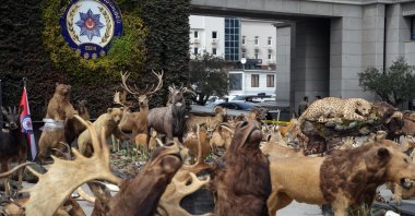 The suspect, who hunted endangered species both domestically and internationally and established a private museum for himself by taxidermy, was apprehended in Istanbul, Türkiye, on March 19, 2024. (AA Photo)