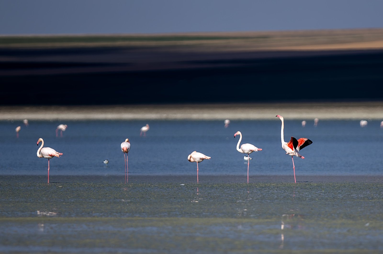 Flamingos are seen in Lake Düden, Konya, Türkiye, March 21, 2024. (AA Photo)
