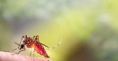 Travelers should prioritize health amid rising mosquito-borne infections, warns UKHSA. (Shutterstock Photo)