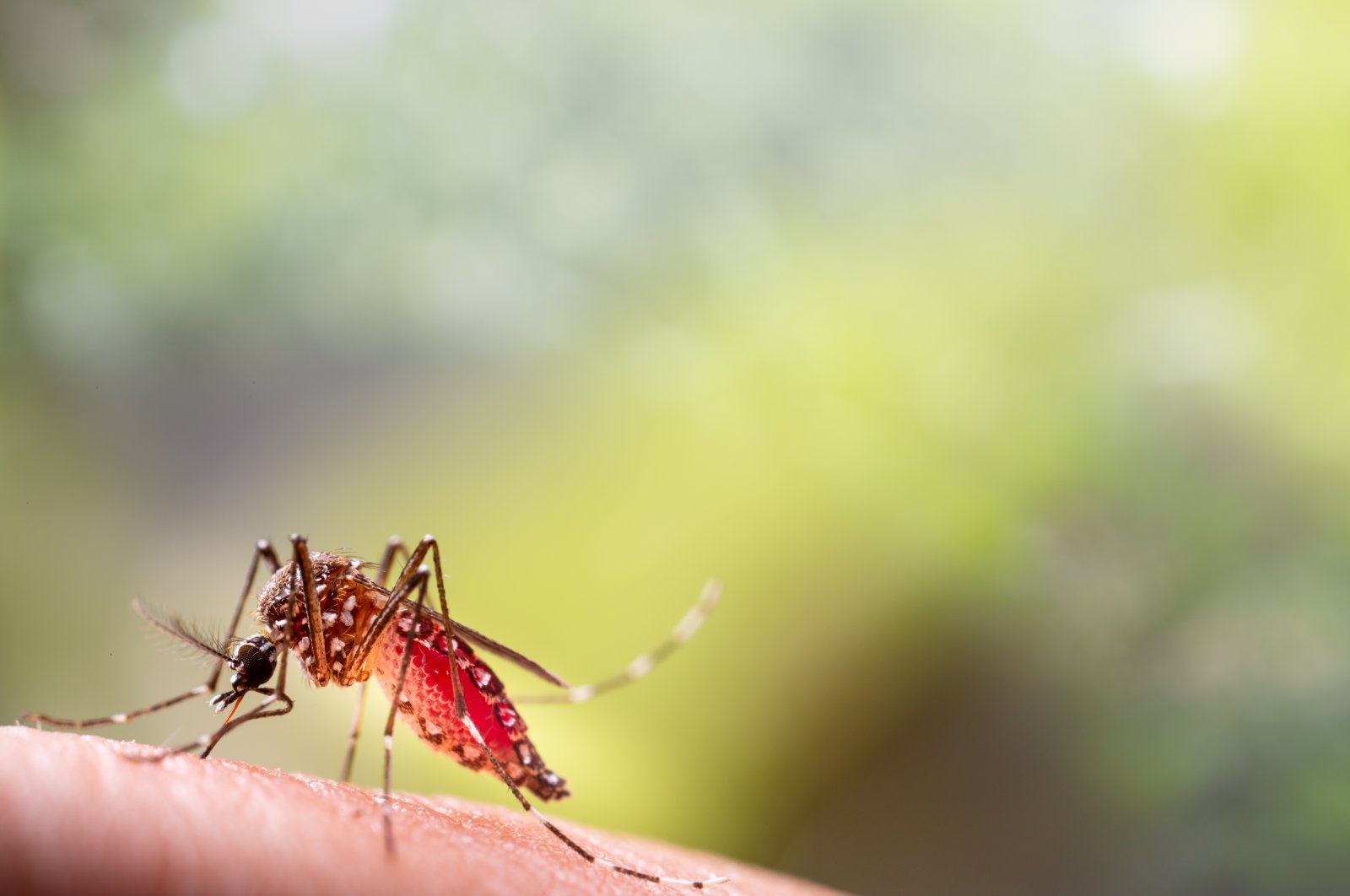 Travelers should prioritize health amid rising mosquito-borne infections, warns UKHSA. (Shutterstock Photo)