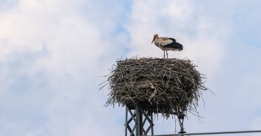 A stork stands in a nest in Tigris Valley, Diyarbakır, southeastern Türkiye, March 22, 2024. (AA Photo)