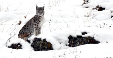 An endangered Caucasian lynx was seen hunting during the day in the snow-covered land of Sarıkamış, Kars, eastern Türkiye, March 25, 2024. (AA Photo)