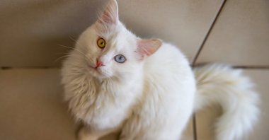 A Van cat is photographed at the Van Cat Research and Application Center, eastern Türkiye, March 25, 2024. (AA Photo)