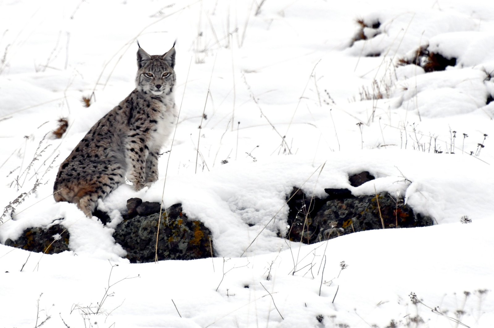 An endangered Caucasian lynx was seen hunting during the day in the snow-covered land of Sarıkamış, Kars, eastern Türkiye, March 25, 2024. (AA Photo)